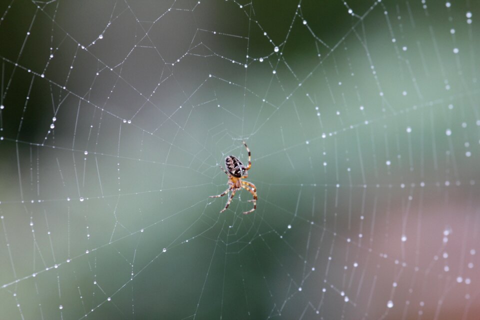 Cross spider rain edderkopspind