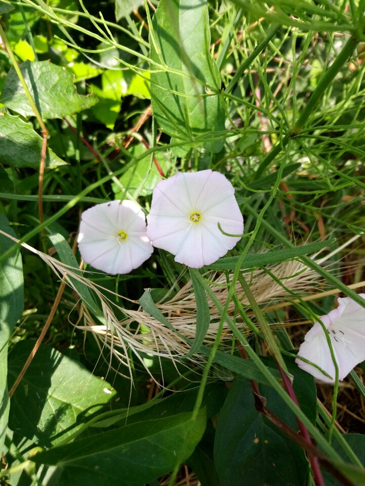 Flowers bells Free photos