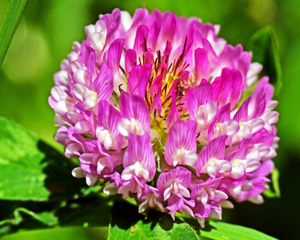 Meadow red clover blossom