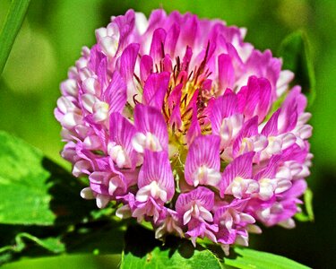 Meadow red clover blossom photo