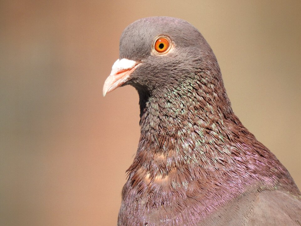 Feather plumage animal photo