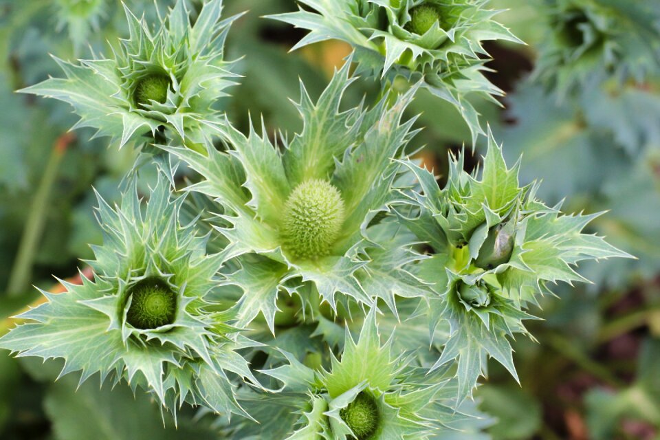 Bloom green prickly