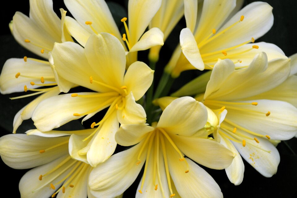 Botanical nature botany