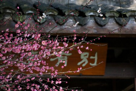 Hangzhou botanical garden season