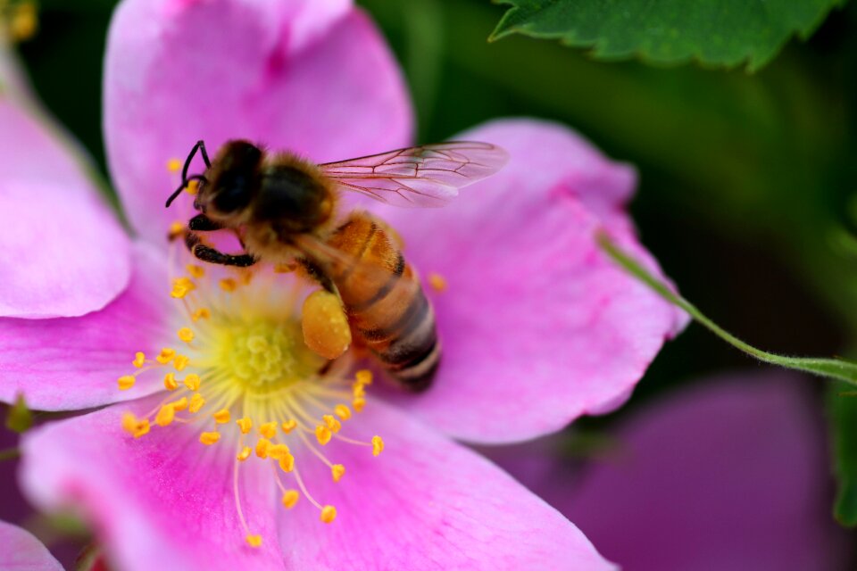 Macro yellow insect
