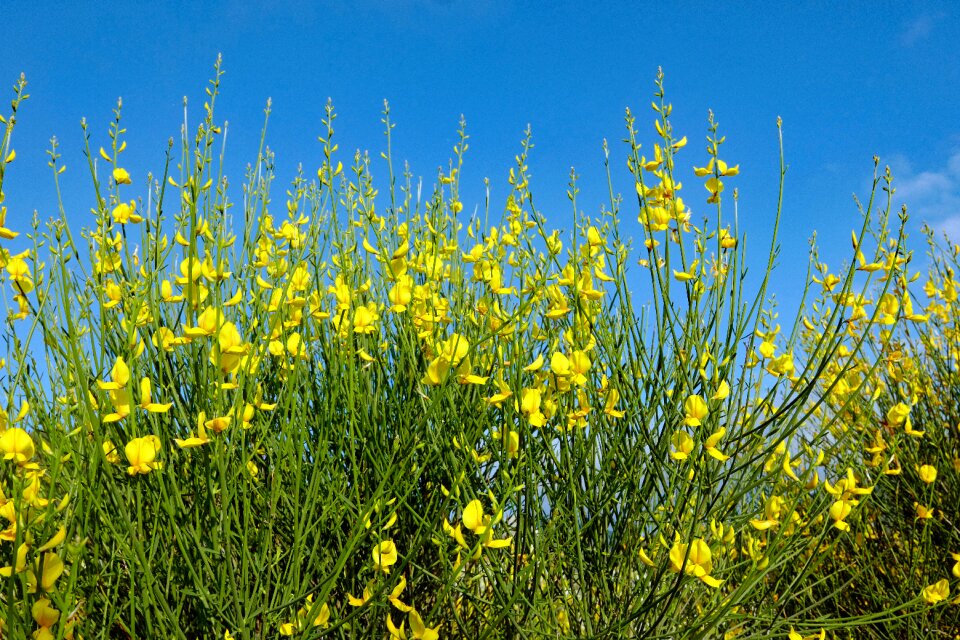 Nature broom shrub gorse blossom