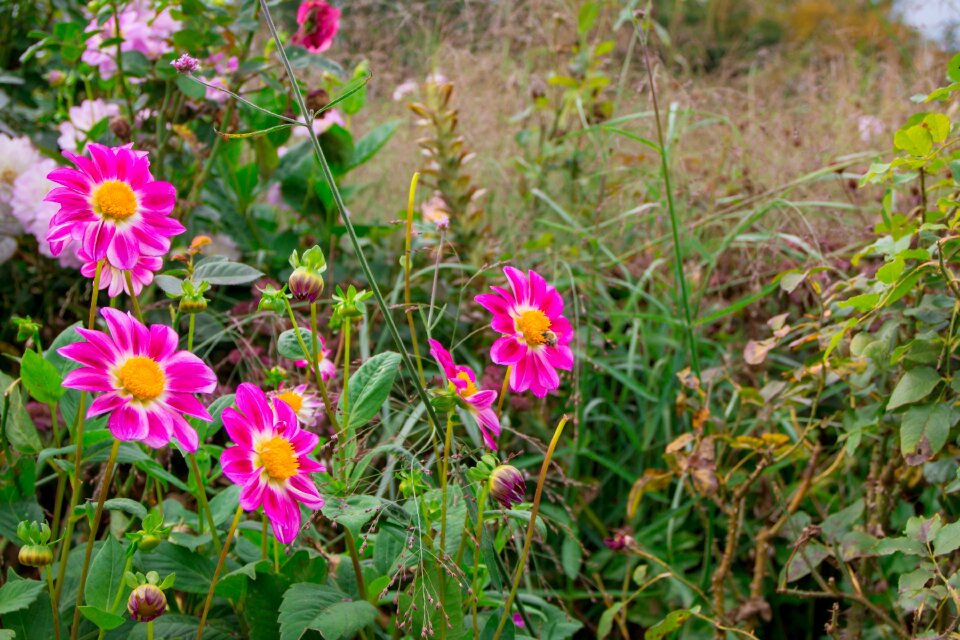 Flower garden dahlia garden summer flower photo