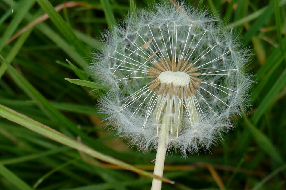 Dandelion macro plant