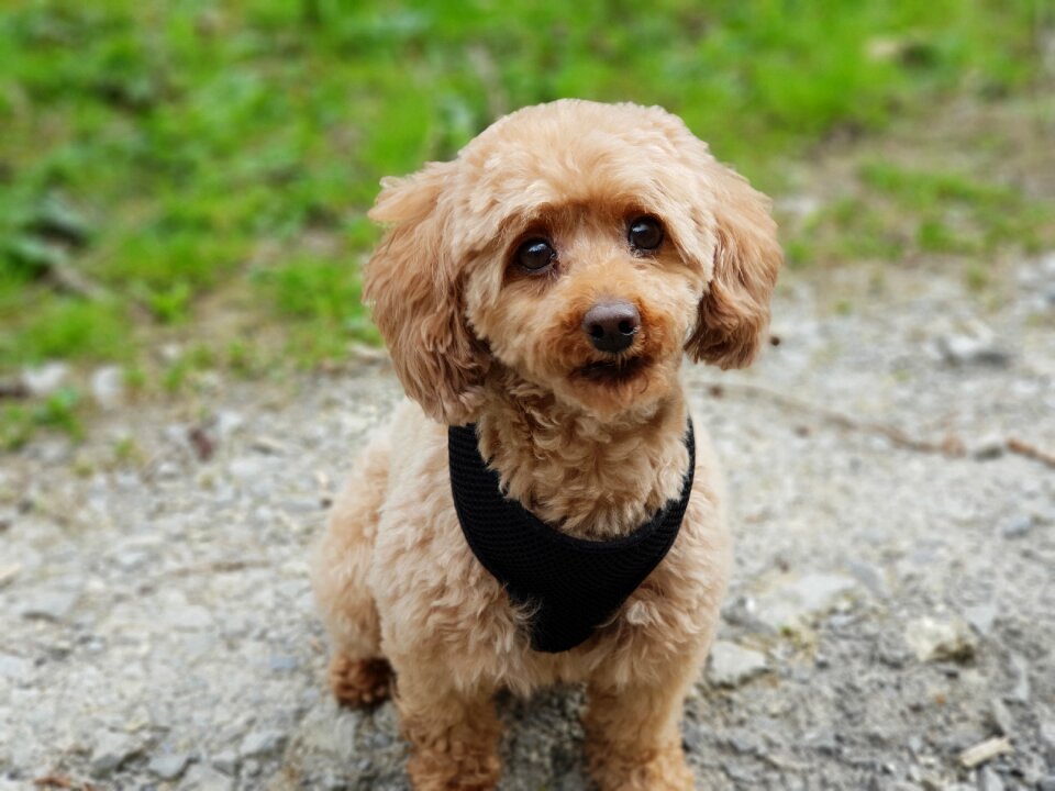 Poodle dog miniature poodle
