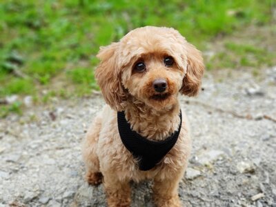 Poodle dog miniature poodle