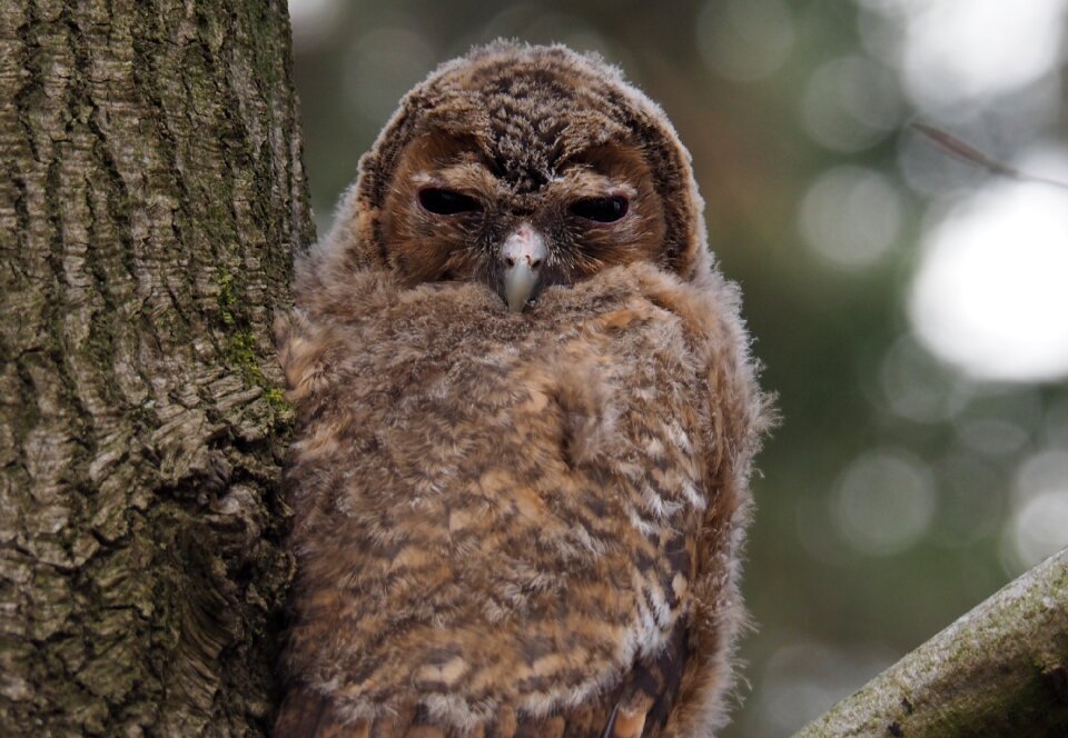 Owls animals night active