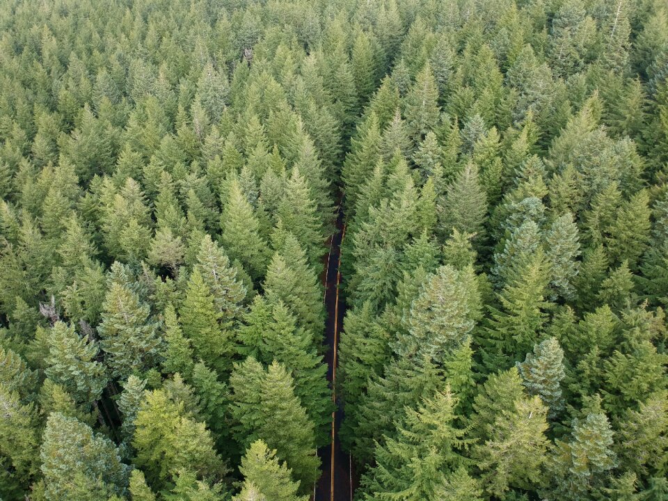 Grass green height