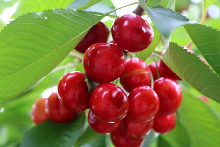 Cherry green Free photos
