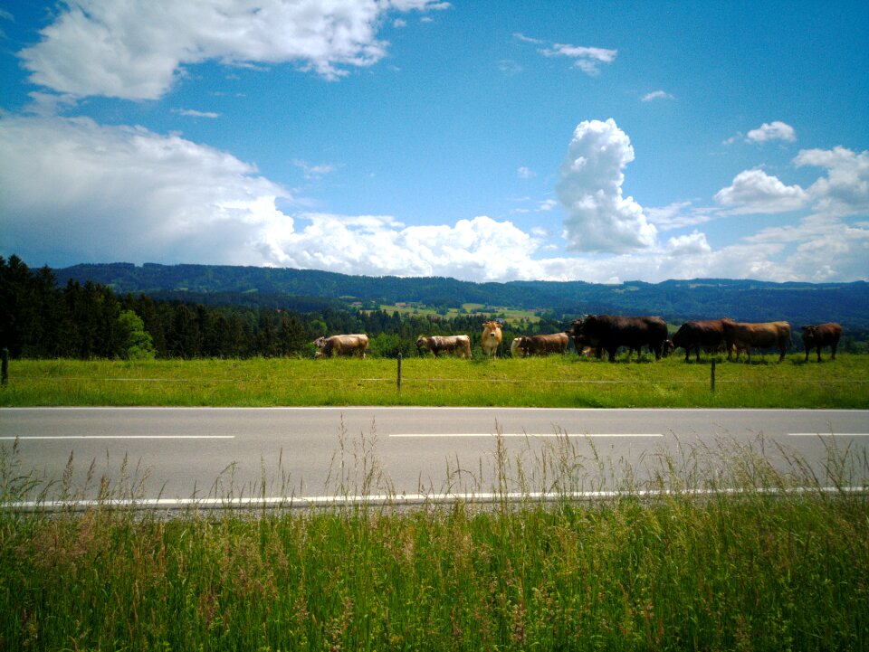 Agriculture meadow nature