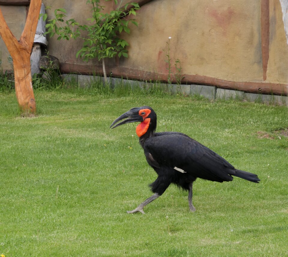 Wild bird nature animal world