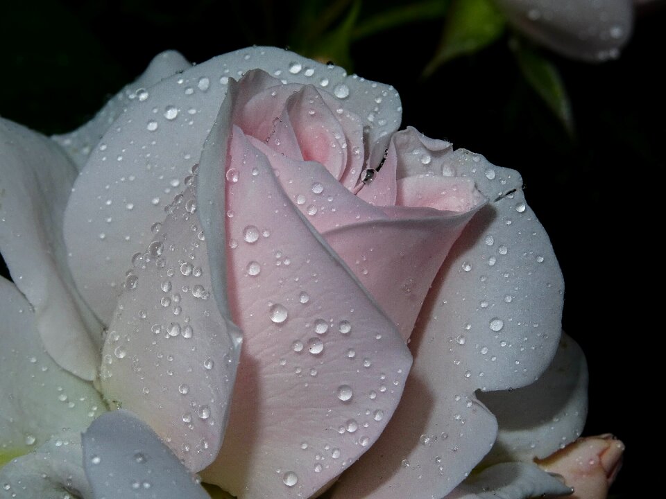 Passionately blossom bloom