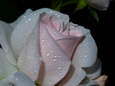 Passionately blossom bloom