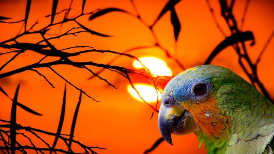 Birds orange birds