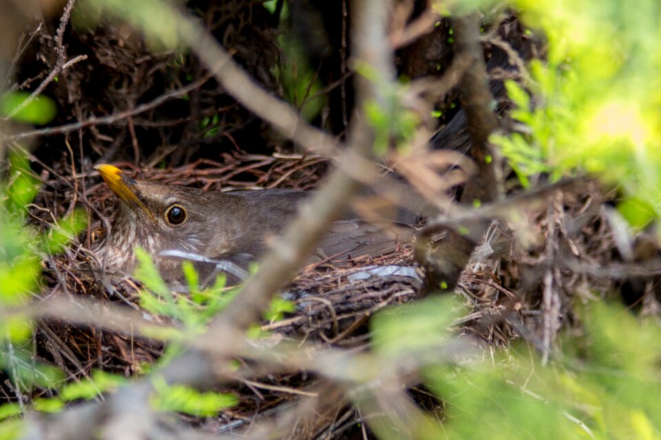 Bird young birds nature