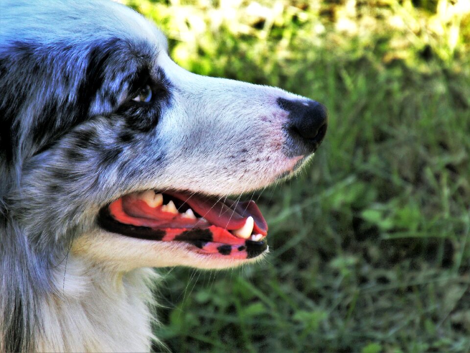 Animal nature closeup