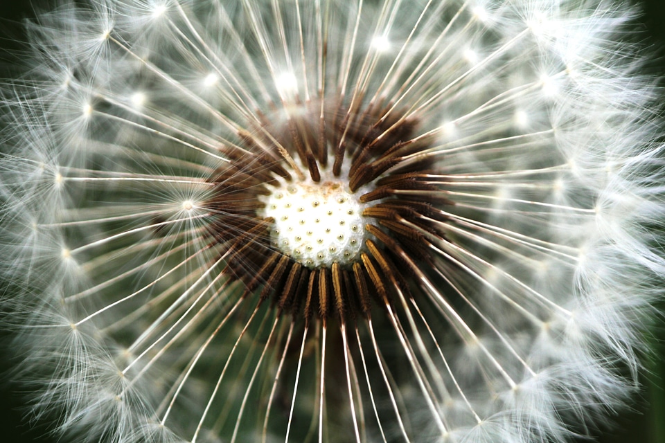 Plant flowers nature