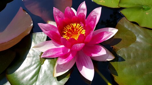 Bloom water nature