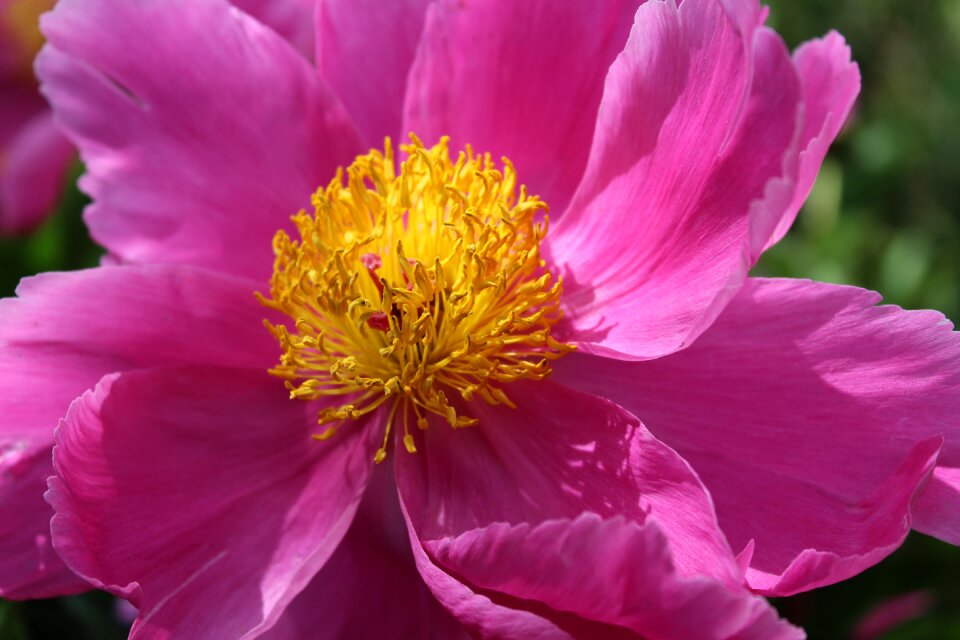 Close up blossom bloom photo