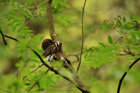 Hide branch forest