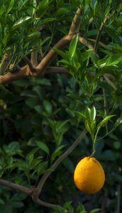 Macro fruit lime photo
