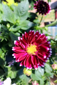 Dahlia color colorful