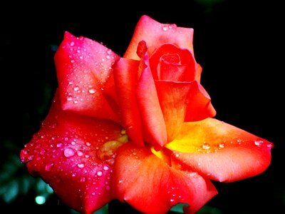 Romantic flower nature