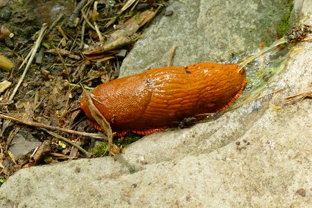 Gastropoda mollusca fauna