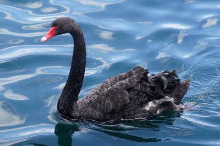 Water black swan waterfowl