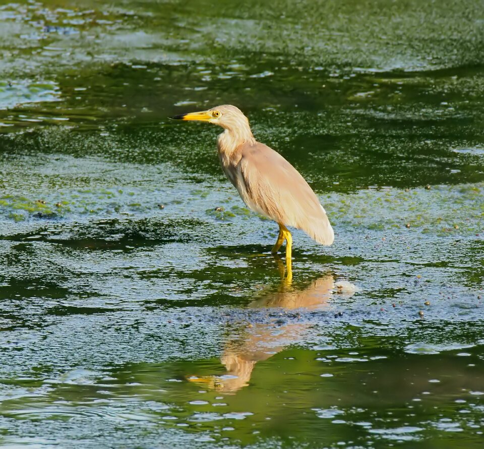 Natural wetland heron