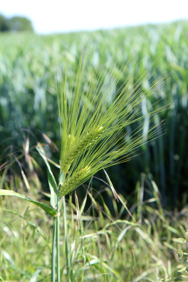 Field fields produce