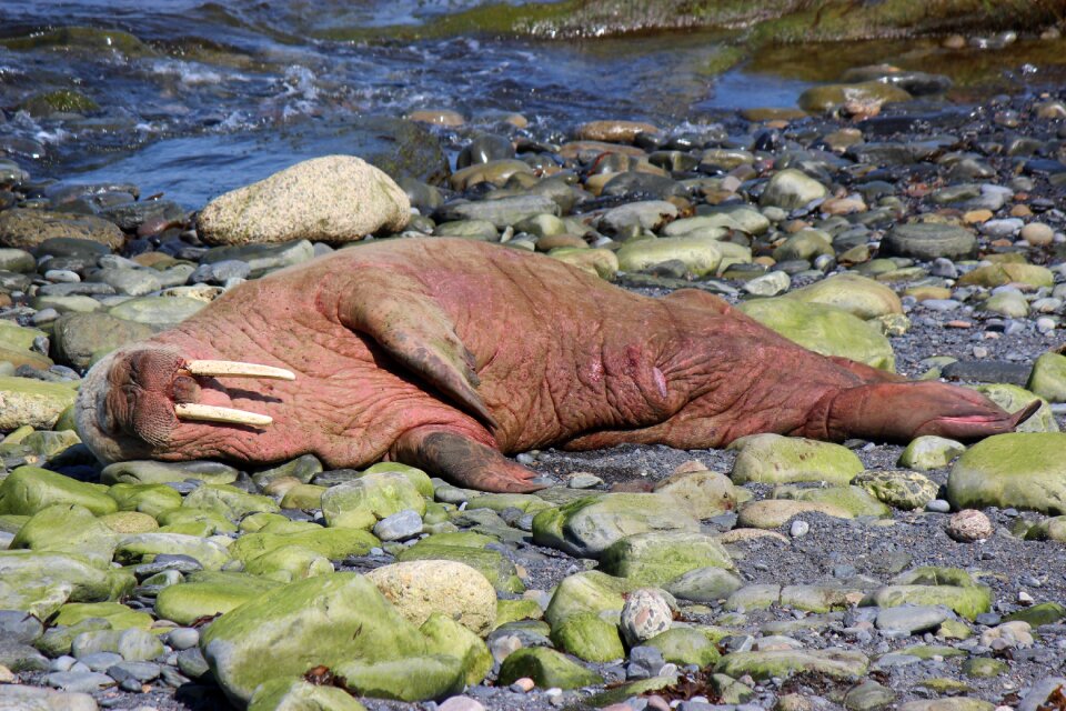 Walrus wick harbour wally the walrus