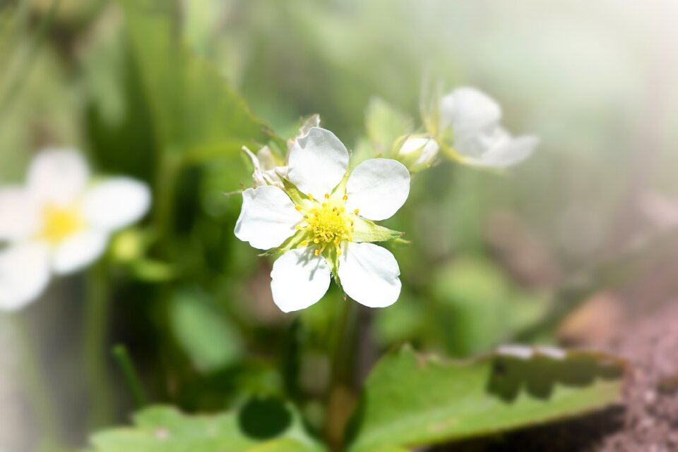 Bloom white white blossom photo