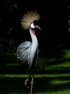 South africa grey crowned crane grey crowned crane balearica regulorum photo