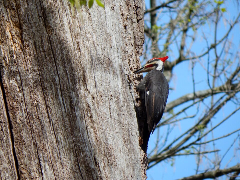 Wildlife virginia bird