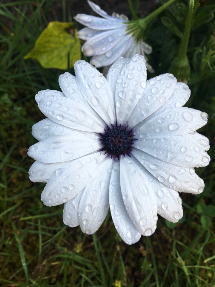 Wet droplets