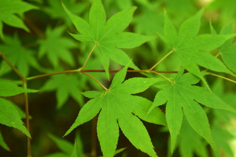 Fresh green maple leaf Free photos