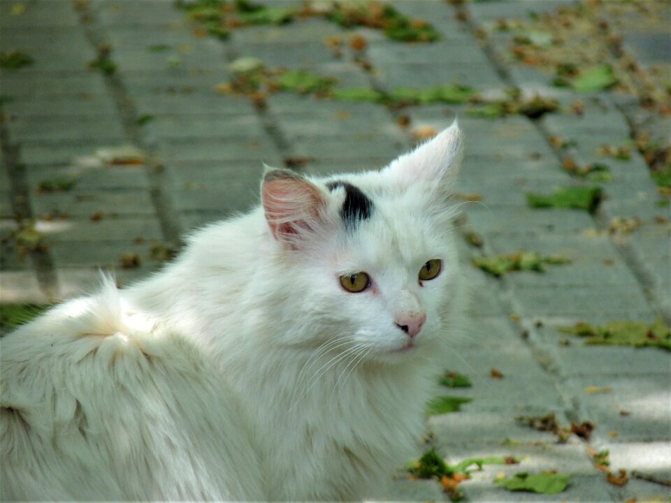 Animal cute fauna