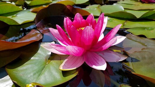 Bloom water nature