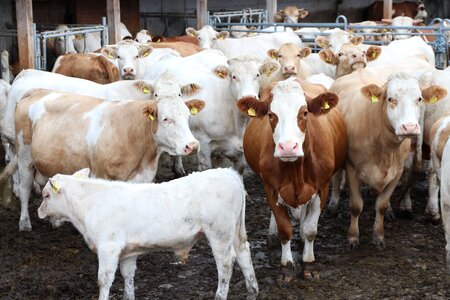 Calves free range nature photo