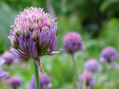 Chives blossom culinary herbs herb garden