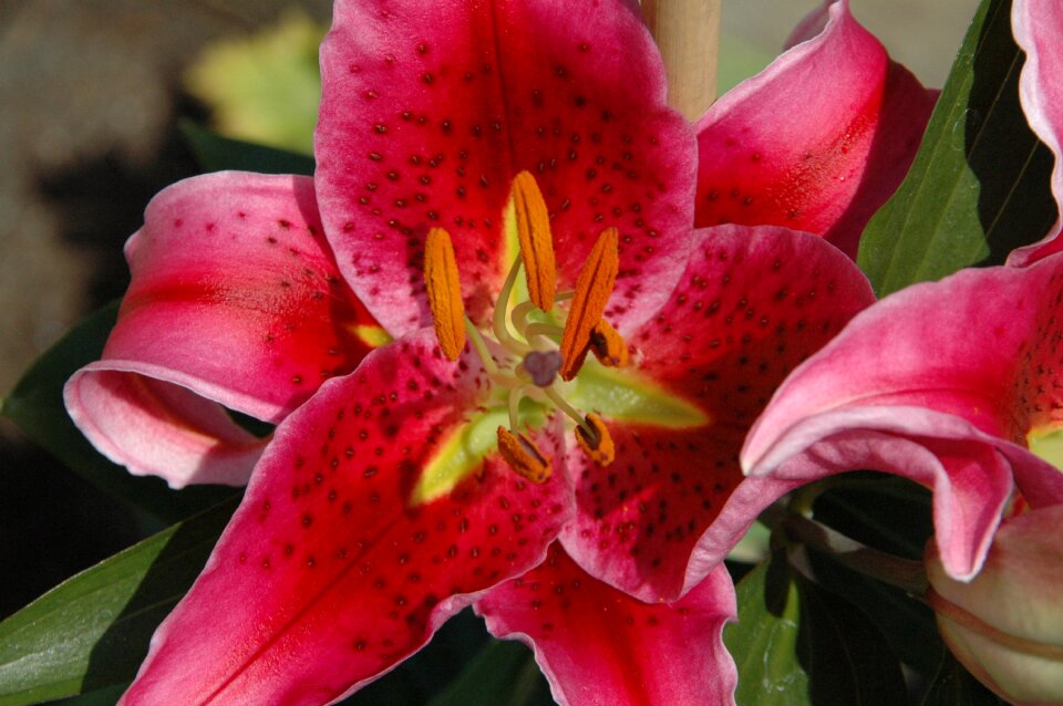 Nature floral petal