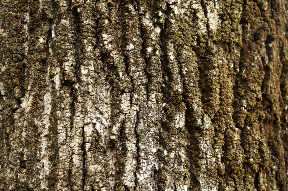 Trunk wood tree trunk