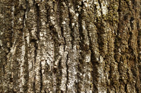 Trunk wood tree trunk photo