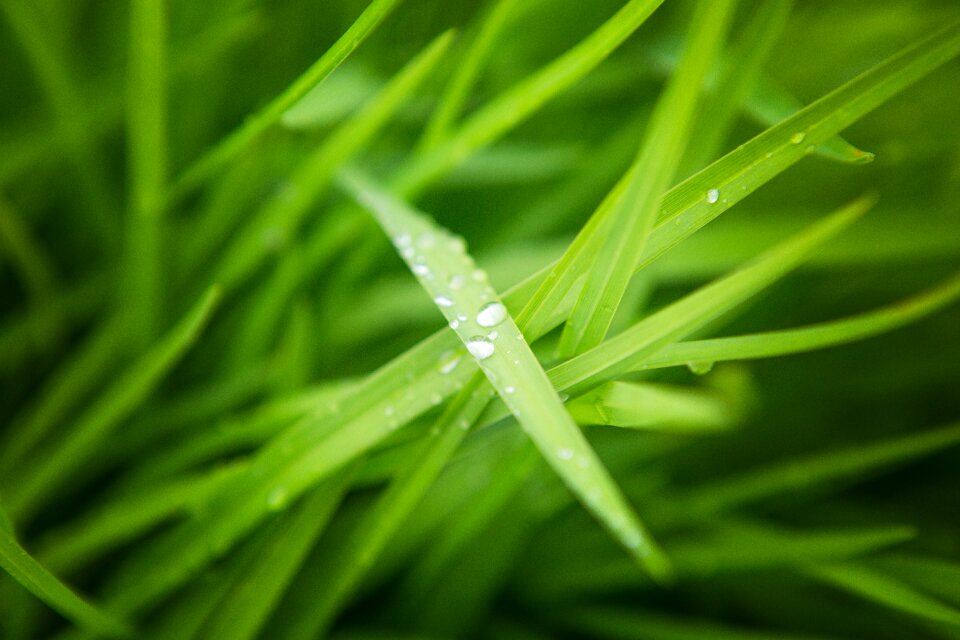 Macro nature rain photo