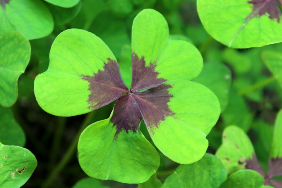 Klee lucky charm vierblättrig
